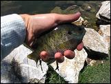 IMG 0116-panfish-lg
