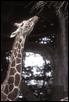 sfzoo giraffe 199