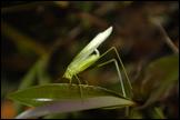 060910- DSC0005.JPG