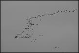 061015- DSC0093+geese.JPG