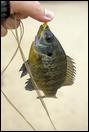 050813-13-bluegill-400px