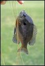050813-14-bluegill-400px