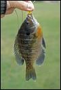 050813-16-bluegill-400px