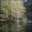 IMG 1637-trees-crop-650px