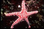 tjo-starfish