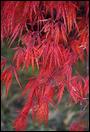 050815-crimsonqueen-maple-450px