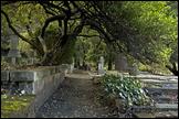 060307- DSC0003-cemetary-path-1-withtree-650px