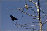 060310- DSC0092+hawk-crow-650px