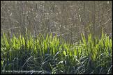 060313- DSC0037-cattails-backlit-650px