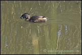060313- DSC0061-pie-billed-grebe-juv-crop-650px
