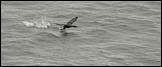 060305- DSC0185-cormorant-takeoff-crop-700px