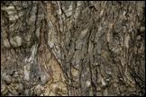 060307- DSC0033-bark-650px