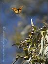 060313- DSC0077-WOW-monarchflying-400px