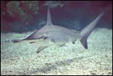 040515 hammerhead NS-800px