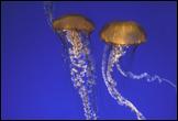 041023-2 jellies-700px