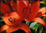 OrangeLily
