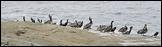 Pelicans074-crop-800px