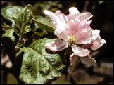 apple blossom