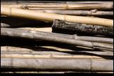 bamboo037