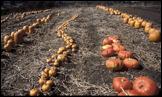 pumpkins-wide-178