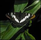 030710-Butterfly-2-099-500px