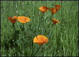 Poppies061
