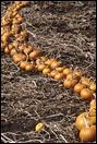 pumpkins-S-175.2