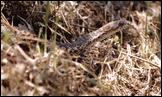 gopher snake