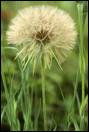 DandiLion019
