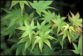 Acer palmatum Hogyoku spring