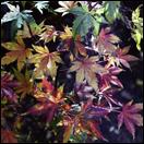 Acer palmatum karagusawa fall
