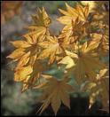 Acer shirasawanum Autumn Moon fall