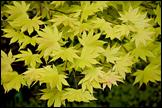 Acer shirasawanum Autumn Moon spring