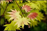Acer shirasawanum Autumn Moon spring redleaf