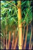Phyllostachys bambusoides, var Castillion