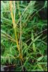 Phyllostachys bambusoides, var Castillion 2