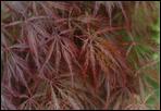 Acer palmatum, Crimson queen