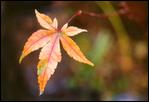 Acer palmatum, Karasu gawa, fall lastleaf