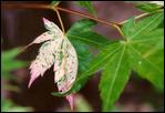 Acer palmatum, Karasu gawa, variegation