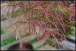 Acer palmatum, Red Pygmy