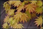 Acer shirasawanum, Autumn moon 2