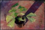 Caryota gigas, seedling