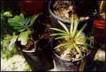 palm seedlings