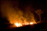 06 Bush Fire in Yekepa