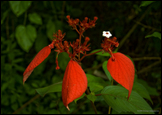 12 Common Bush Flower